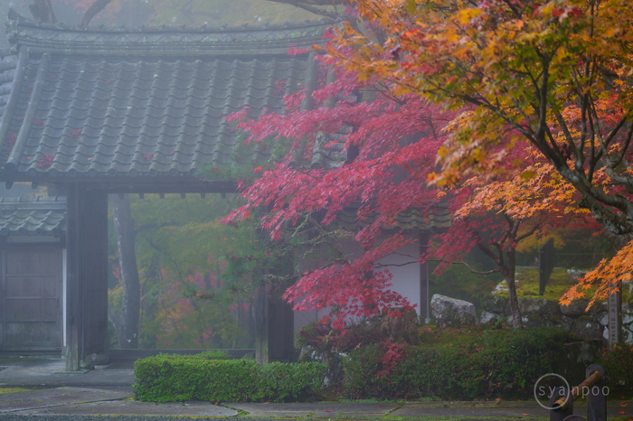 シグマ SIGMA 70-200mm F2.8 DG DN OS | Sports ／ 京都 亀岡